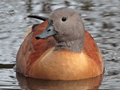 South African Shelduck